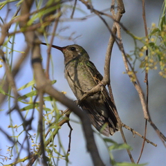 Phaeoptila sordida