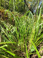 Scirpus pedicellatus
