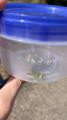 Hesperotettix viridis