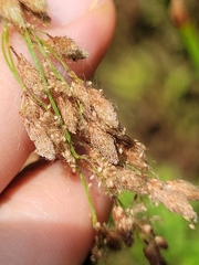 Scirpus pedicellatus