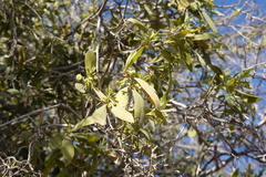Diospyros