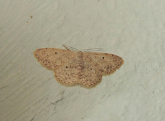 Scopula marginepunctata