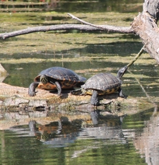 Trachemys scripta