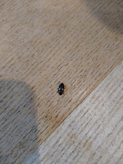 Glischrochilus quadrisignatus