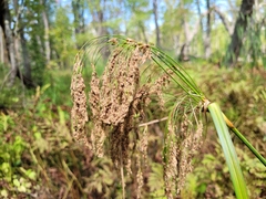 Scirpus pedicellatus