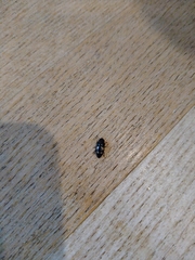 Glischrochilus quadrisignatus