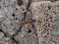Dorymyrmex bureni