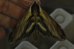 Sphinx kalmiae