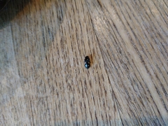 Glischrochilus quadrisignatus