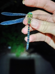 Cephalaeschna patrorum