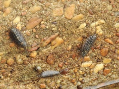 Ligia exotica