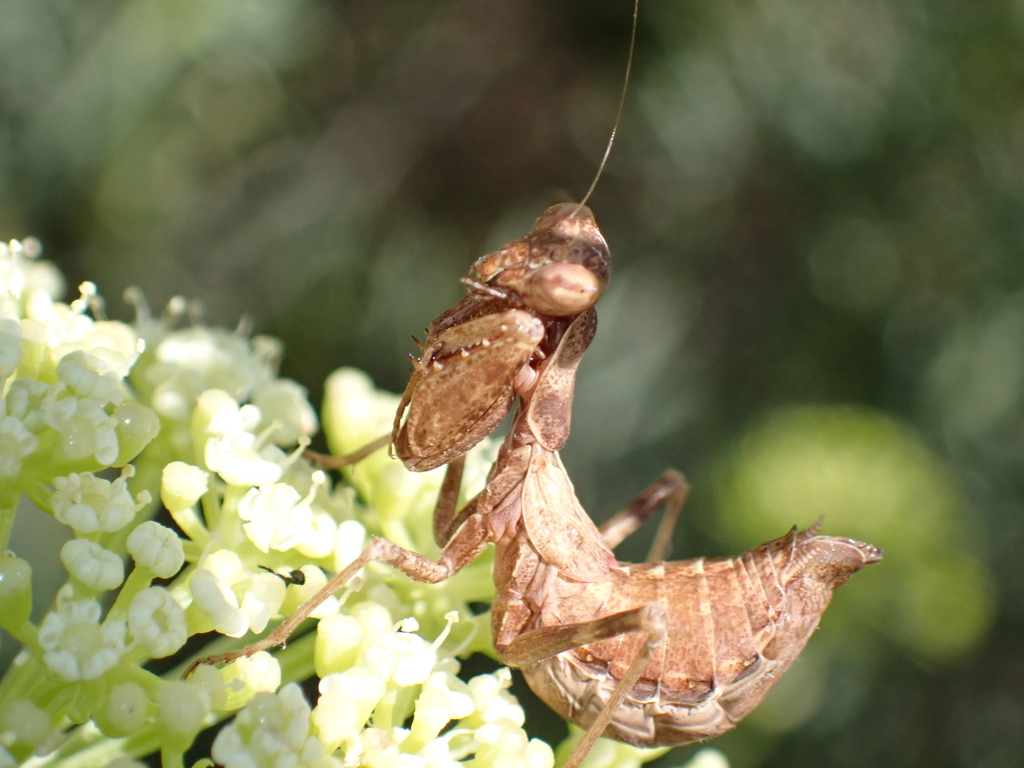 European Dwarf Mantis