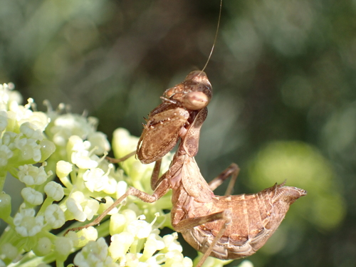 European Dwarf Mantis