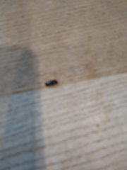 Glischrochilus quadrisignatus