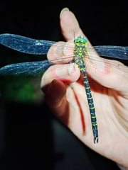 Cephalaeschna patrorum