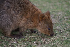 Setonix brachyurus