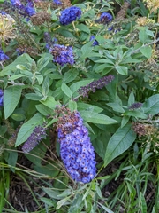 Buddleja
