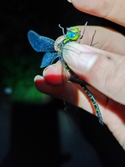 Cephalaeschna patrorum