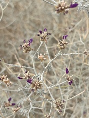 Psorothamnus emoryi emoryi