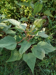 Hibiscus lasiocarpos