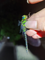 Cephalaeschna patrorum