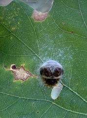 Mastophora hutchinsoni