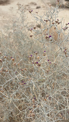 Psorothamnus emoryi emoryi