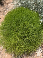 Cycloloma atriplicifolium