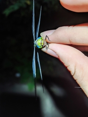 Cephalaeschna patrorum