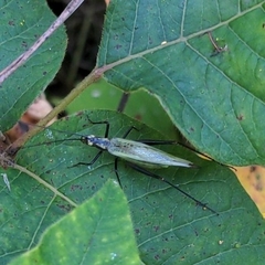 Oecanthus nigricornis