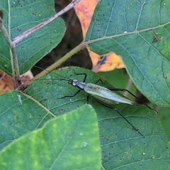 Oecanthus nigricornis