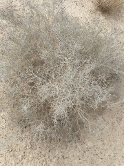 Psorothamnus emoryi emoryi