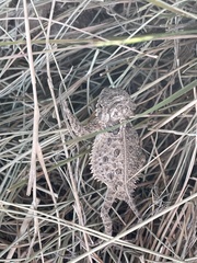 Phrynosoma cornutum