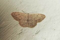 Scopula marginepunctata