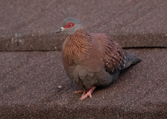 Columba guinea