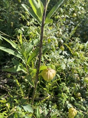 Cardiospermum halicacabum