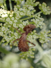 Ameles spallanzania