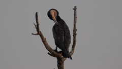 Phalacrocorax carbo lucidus