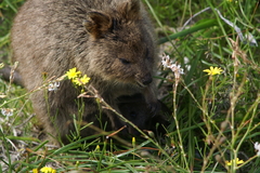 Setonix brachyurus
