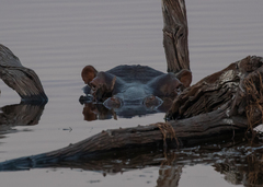 Hippopotamus amphibius