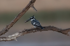 Ceryle rudis rudis