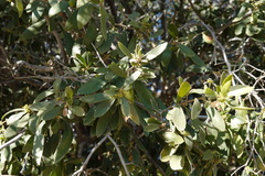 Diospyros