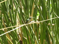 Chlorostilbon lucidus