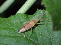 Pantilius tunicatus