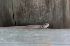 Lygodactylus capensis