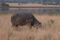 Hippopotamus amphibius