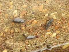 Ligia exotica