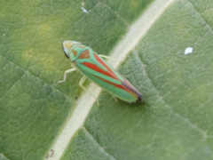Graphocephala fennahi