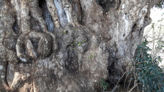 Xanthocercis zambesiaca