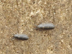 Ligia exotica